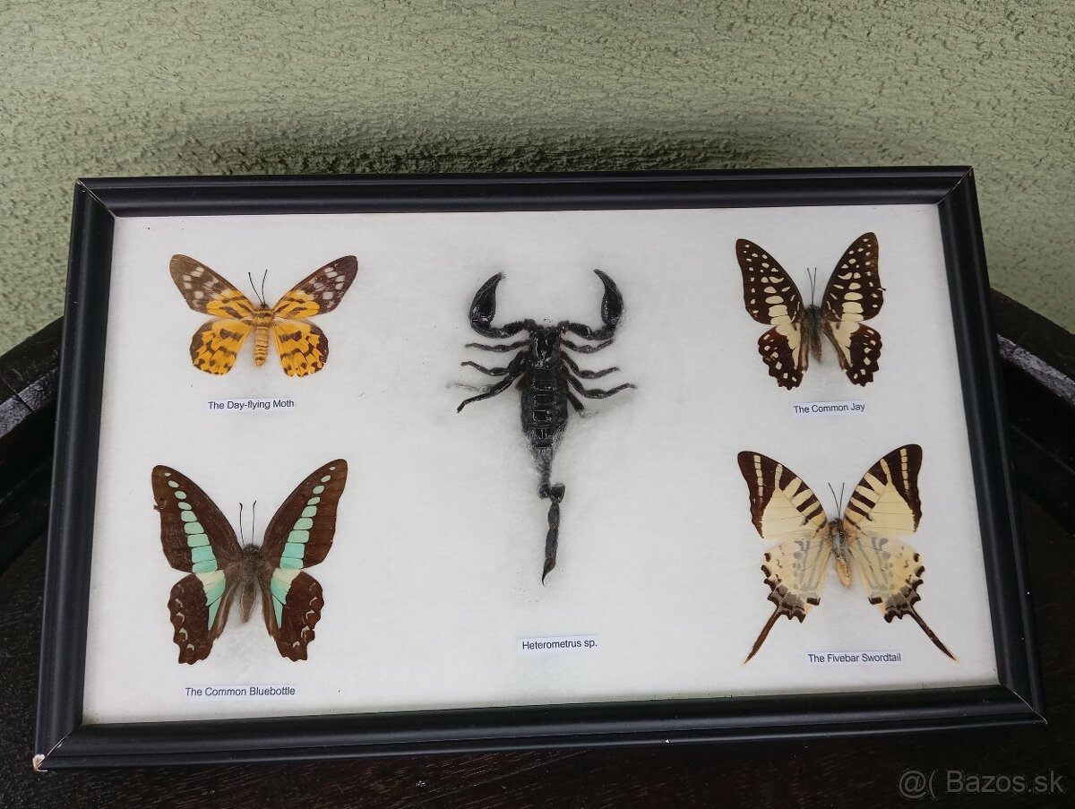 Krásna zbierka Motýľov + Škorpión - 2