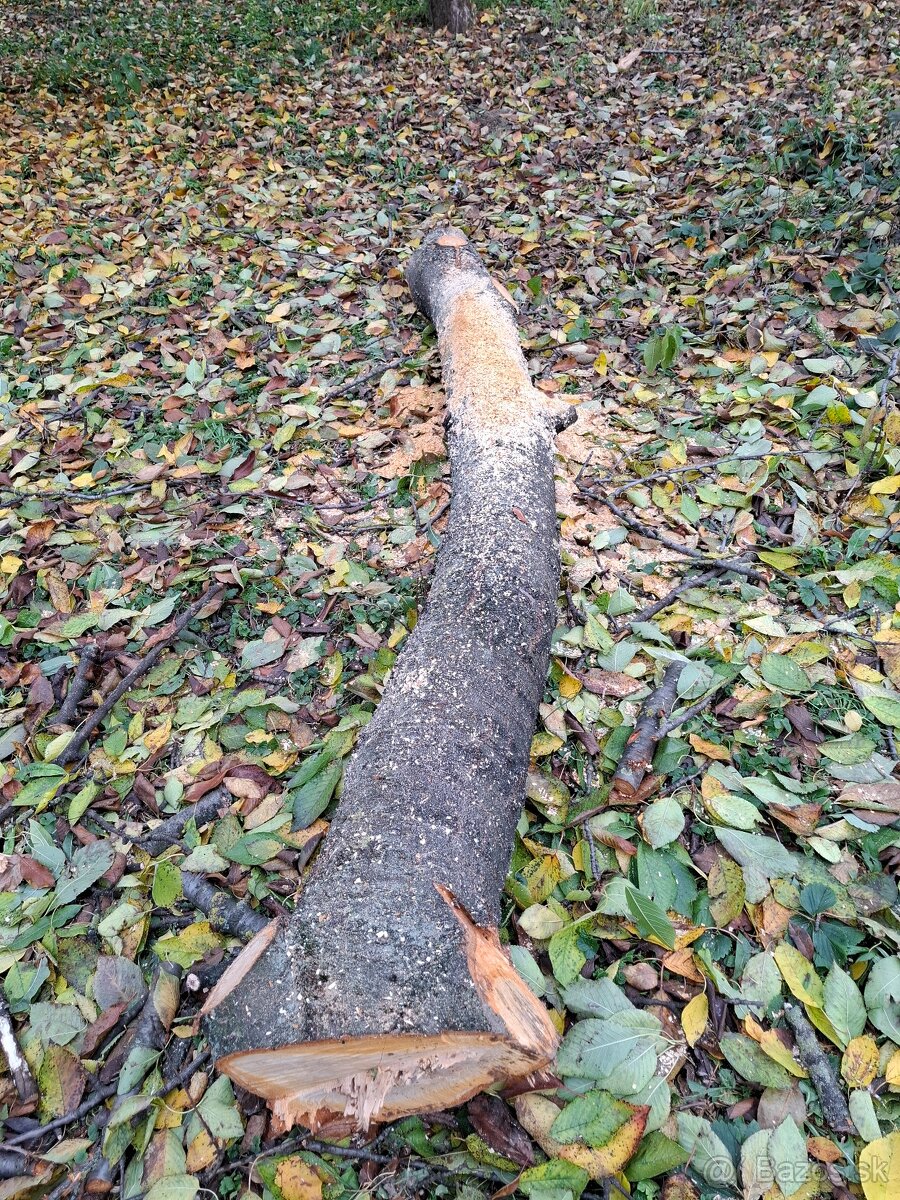 Čerešňove drevo v surovom stave guĺatina - 2