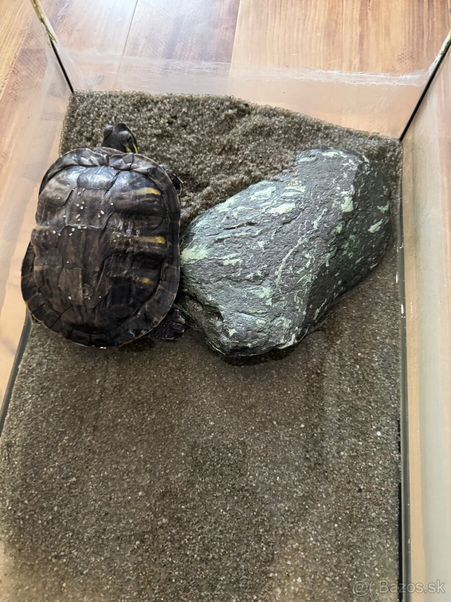 Korytnačka a akvárium - 2
