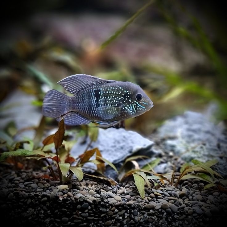 Predám Cichlidy - 2