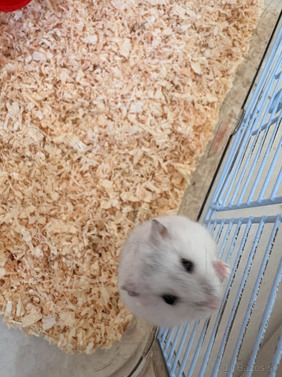 Darujem 2 skrecky - 2