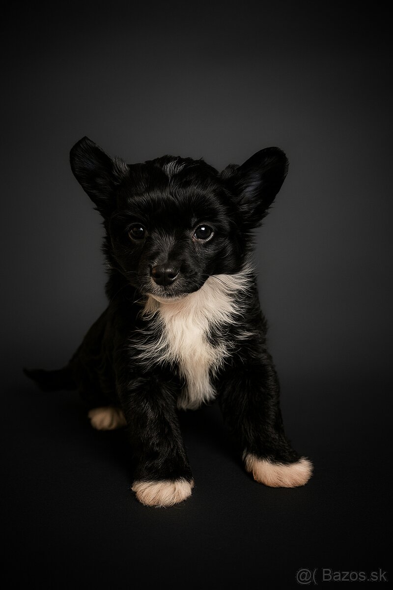 Čínsky chocholatý pes -labutienka (osrstena varieta) - 2