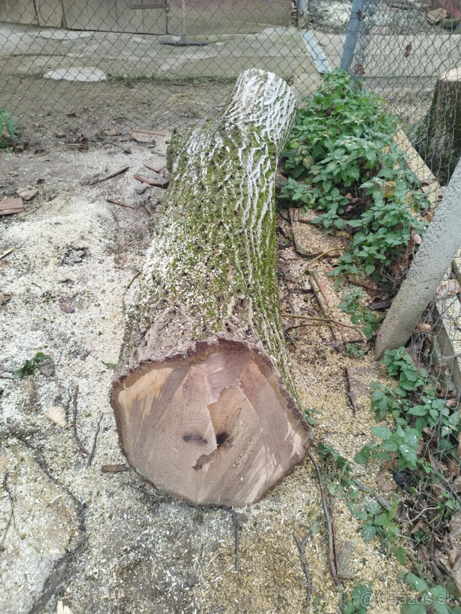 Kmeň stromu Orech cena ZNÍŽENÁ CENA - 2