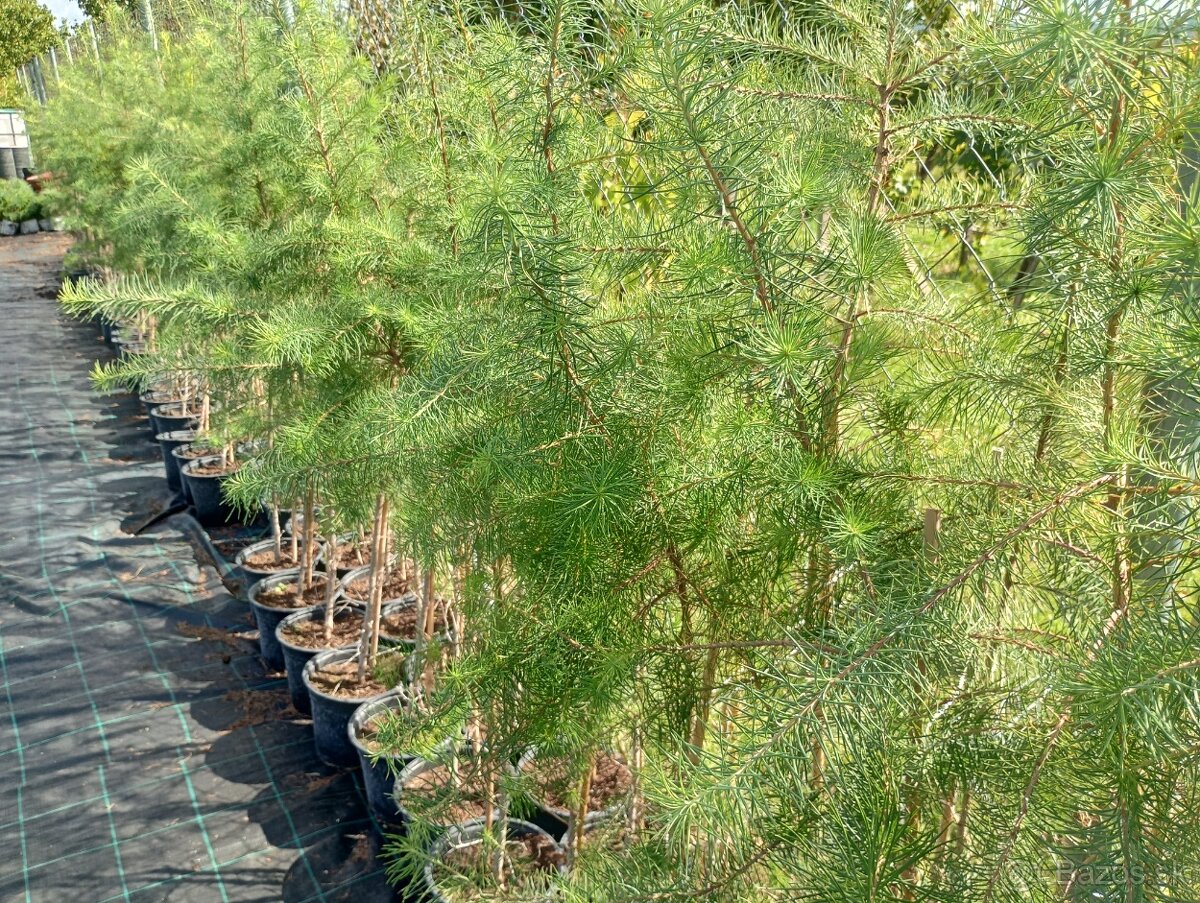 Smrekovec japonský - 2