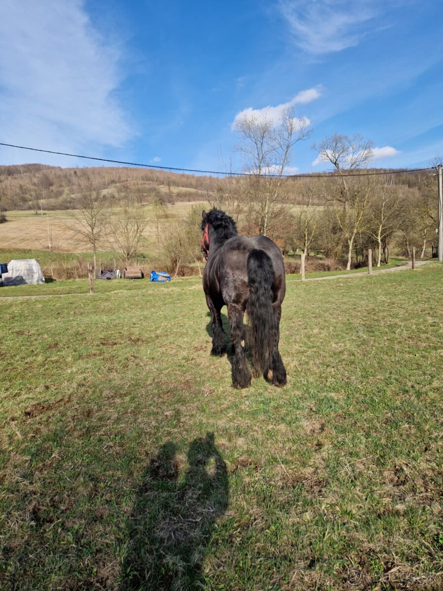 Predám čierneho žrebca - 2