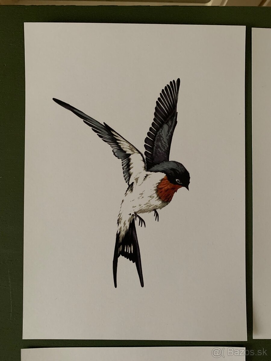 Obrázky lastovičiek, korytnačka - 2