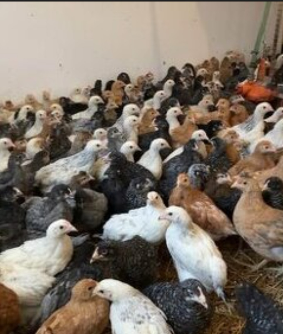 Predaj mladých nosnic - 2