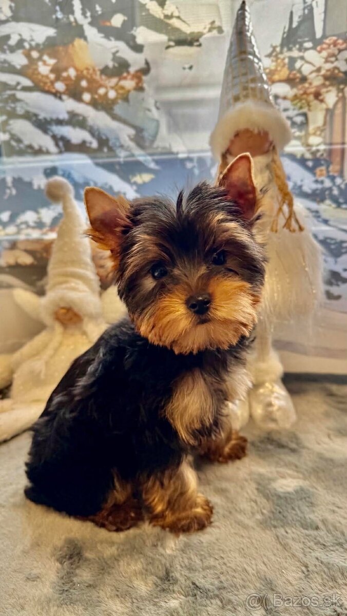 Mini Yorkshirsky Terier - 2