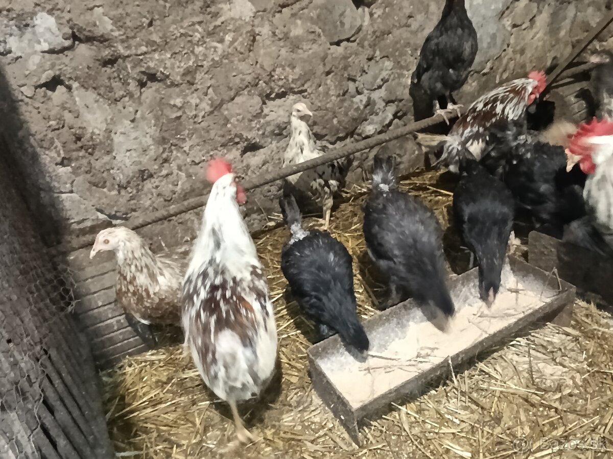 Predám mládky mix - 2