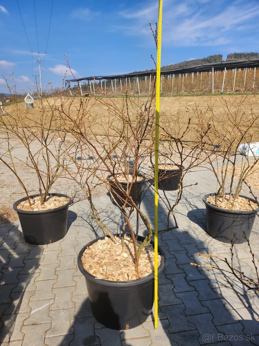 Predaj sadeníc čučoriedok kanadských - 2