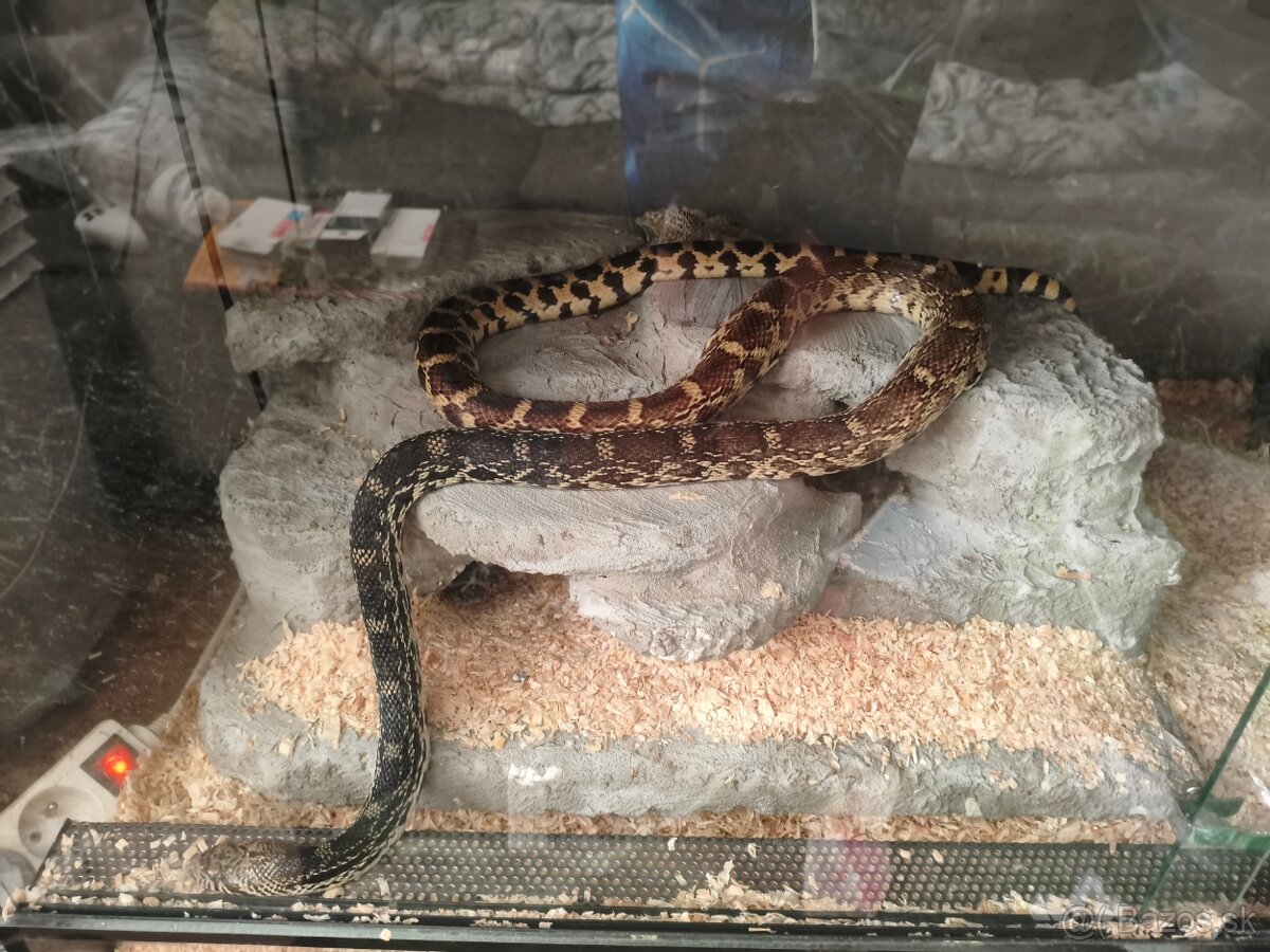 Užovka byčia PREDANÁ už len TERARKO - 2