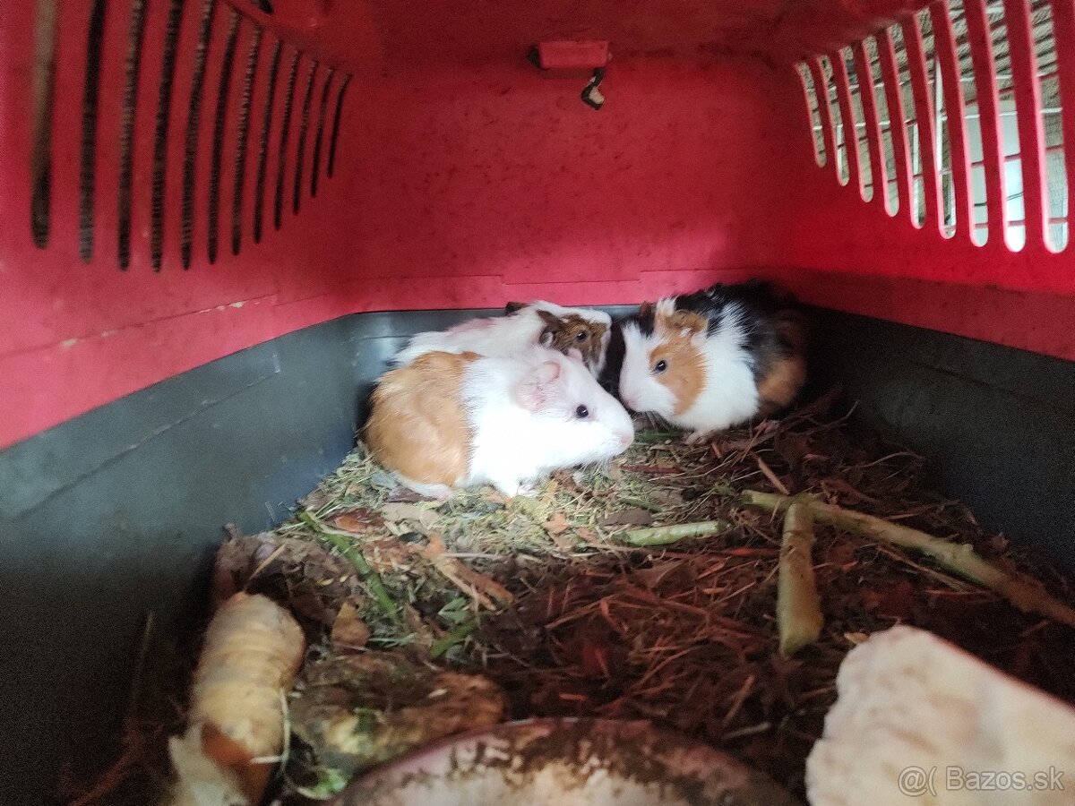 Darujeme morčátka - 2