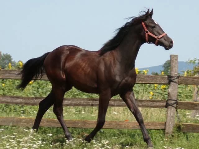 appaloosa žrebček - 2