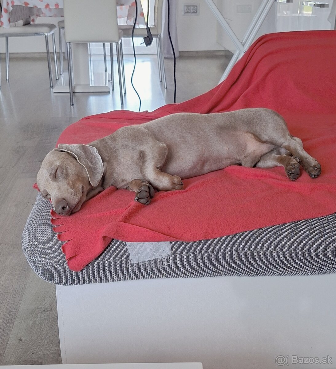 Krytie-jazvečík trpasličí - 2