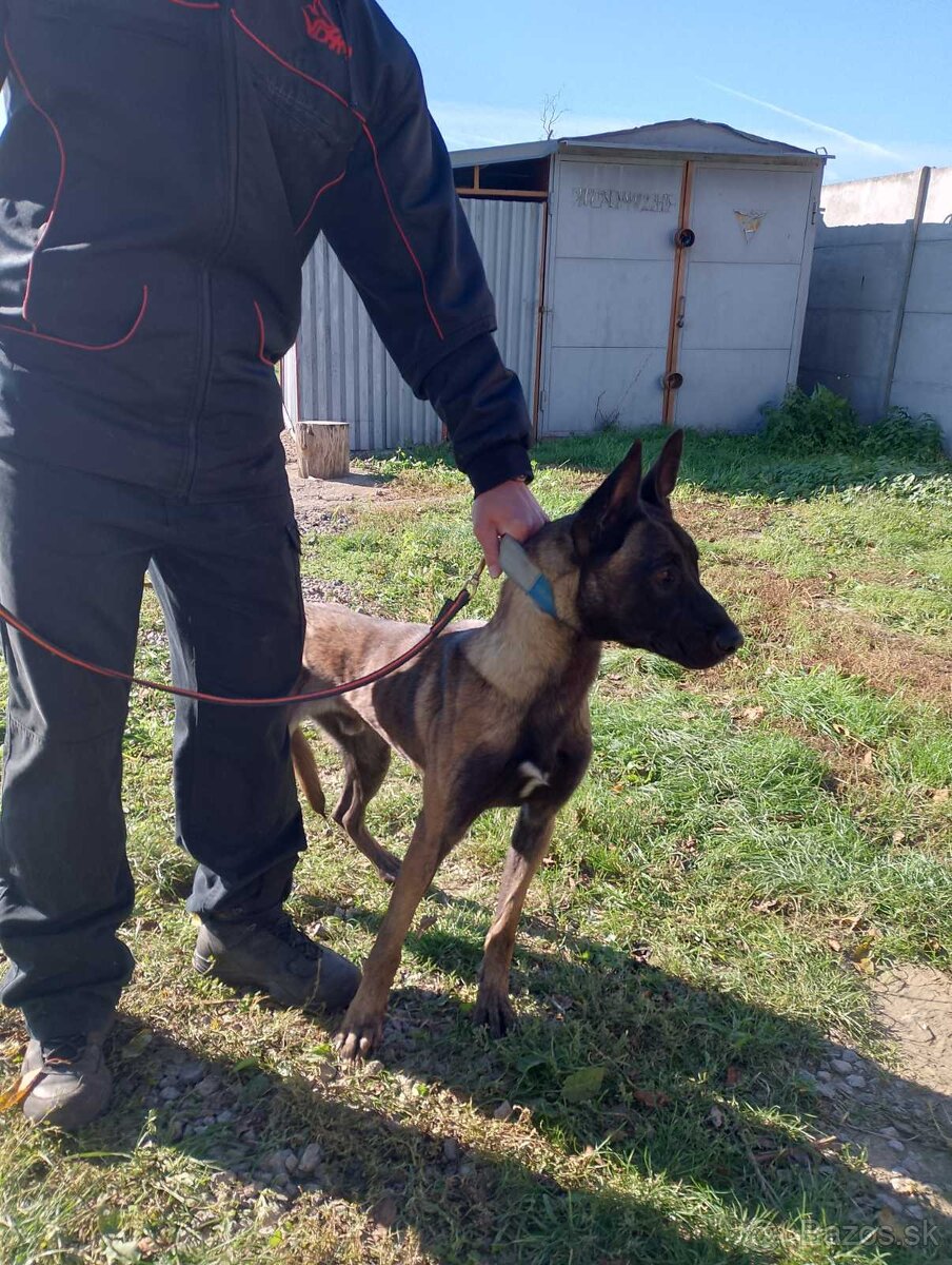 Belgický ovčiak, Cross , Nemecký ovčiak - 2