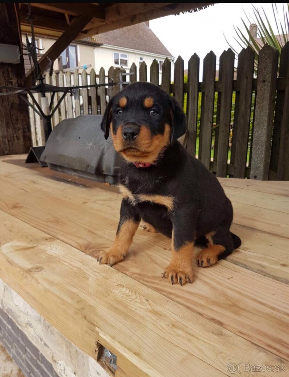 Šteniatka rotvajlera samčekov na adopciu. - 2