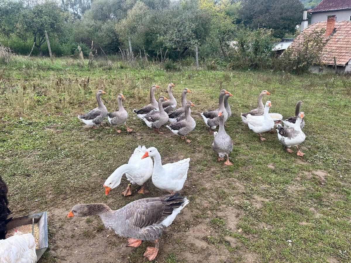 Landenské husi - 2