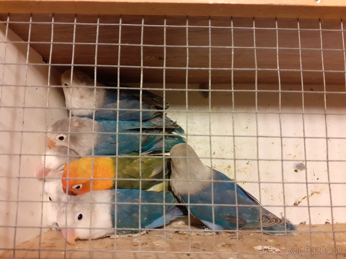 Agapornis fischer - predaj, výmena - 2