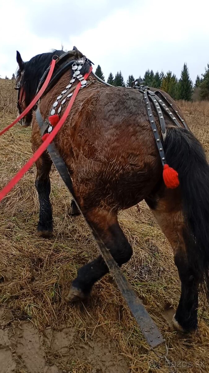 Predám ťažného valacha - 2