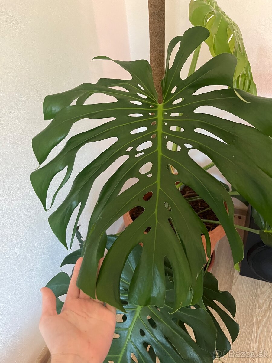 Monstera deliciosa - 2