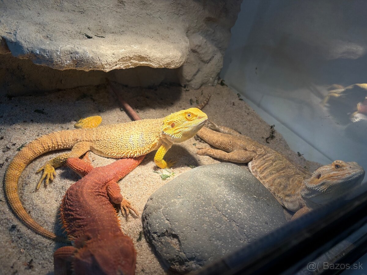 Agamy plus terarium - 2