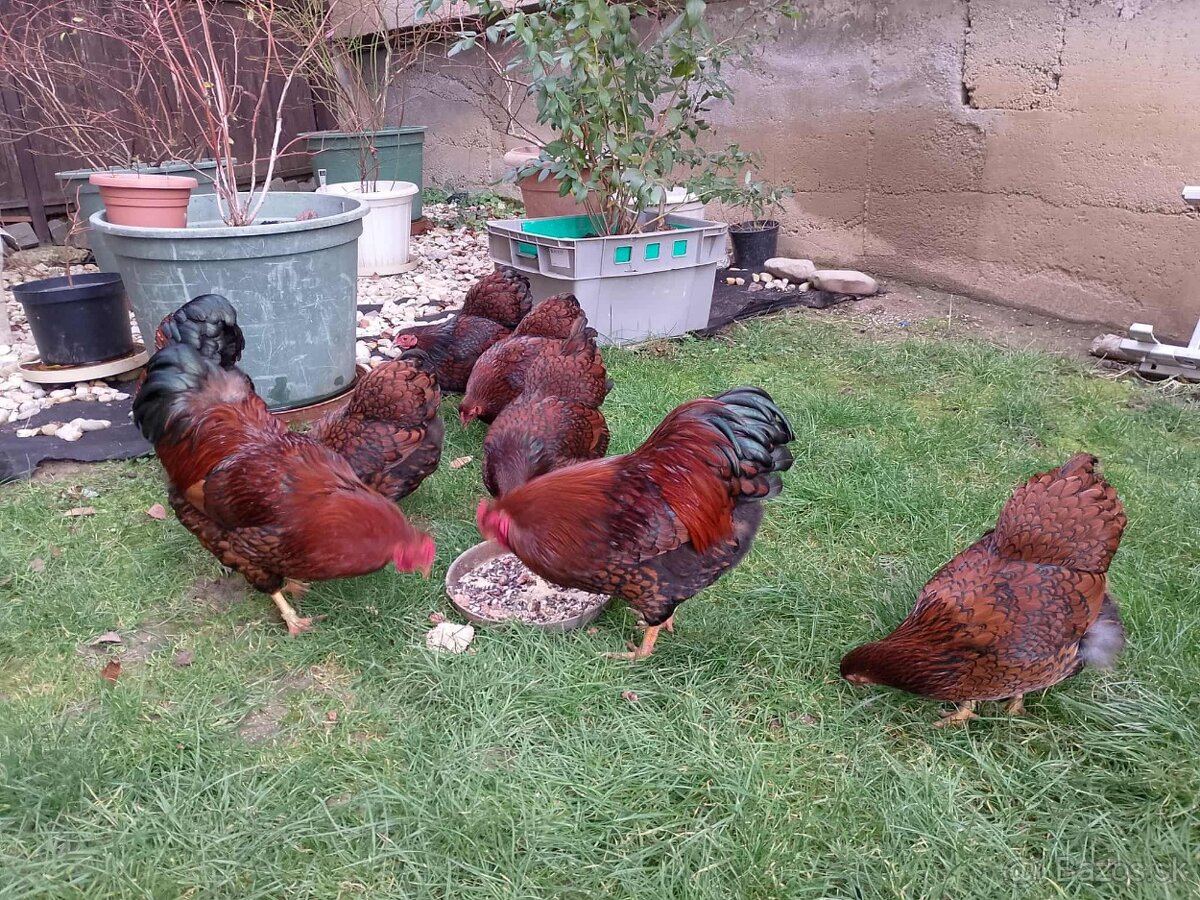 Predám Wyandotka zdrobnela. - 2