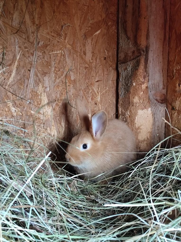 Burgunsky kralik - 2