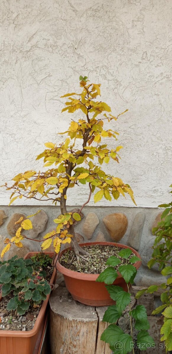 bonsai,bonsaj-DUB 7 - 2