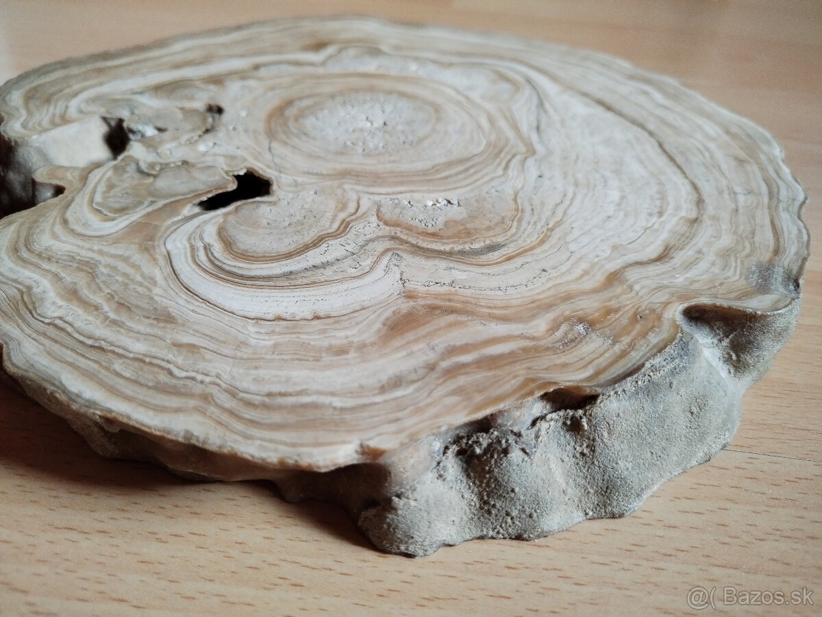 Predám rez z kvapľa - 2