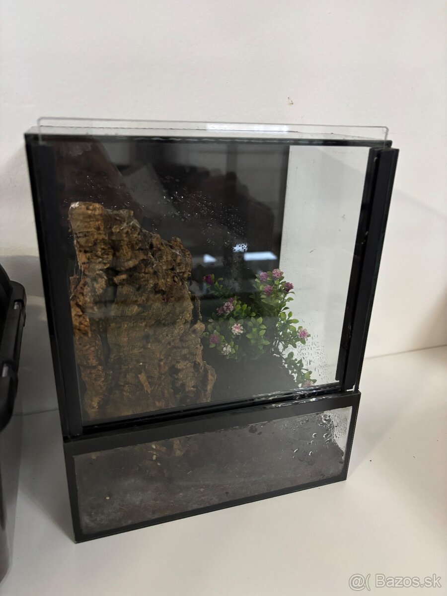 Psalmopoeus Pulcher - 2