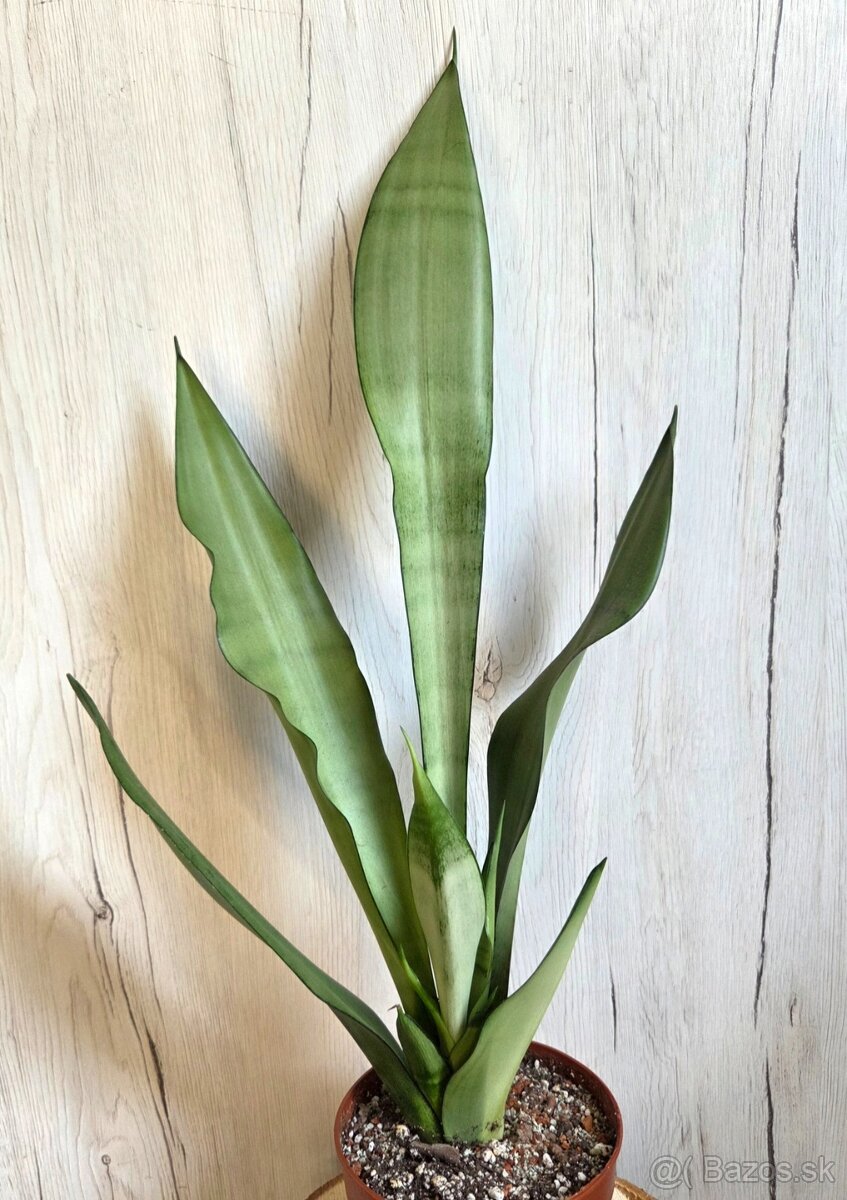 Izbové rastliny - 2