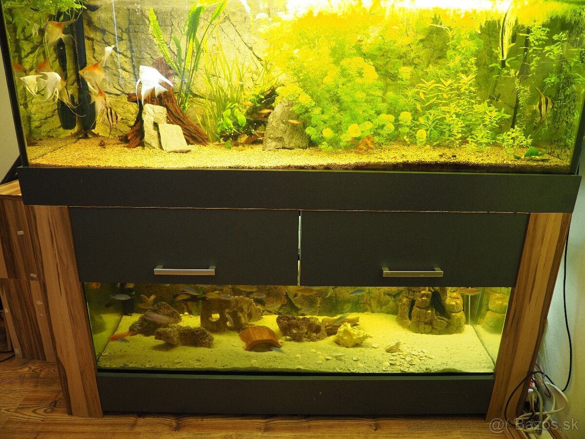 Predám akvárium s cichlidami - 2