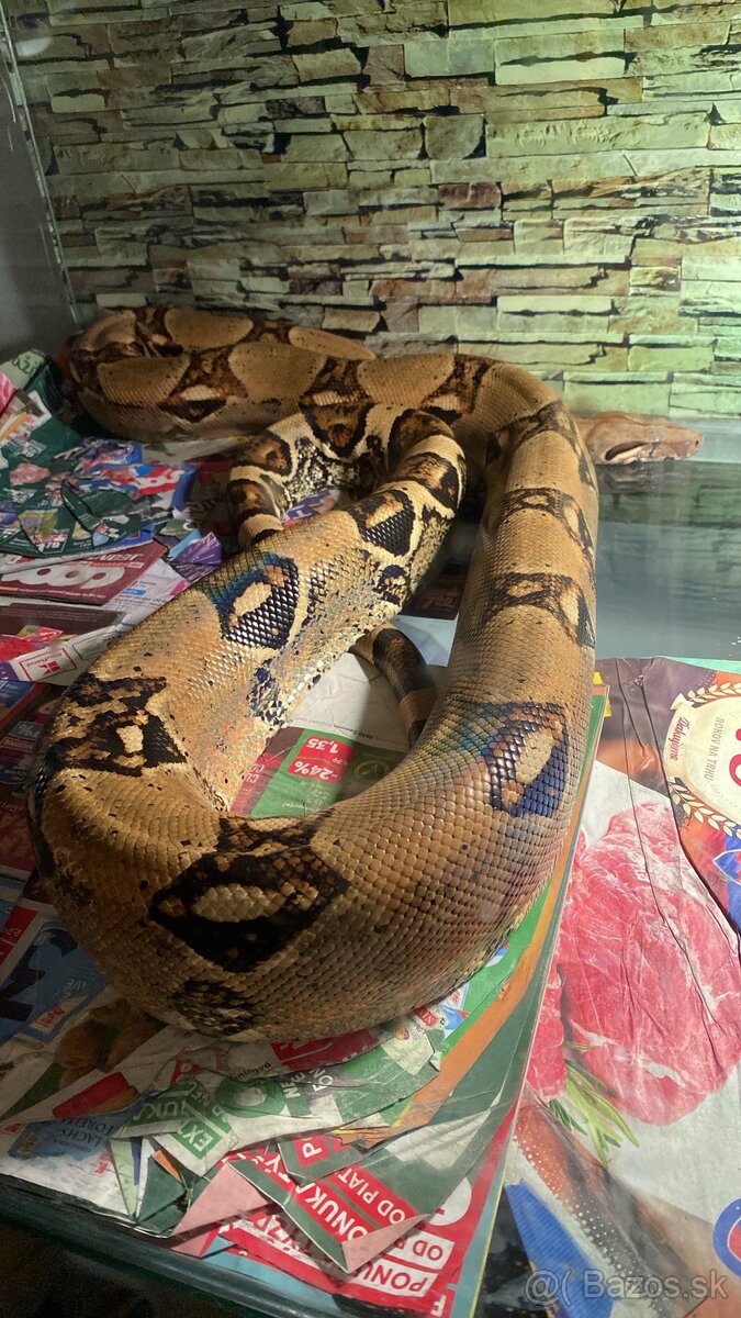 Boa Constrictor samček samička - 2