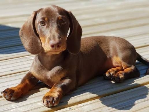 Jazvečík trpaslíčí krátkosrstý kúpim - 2