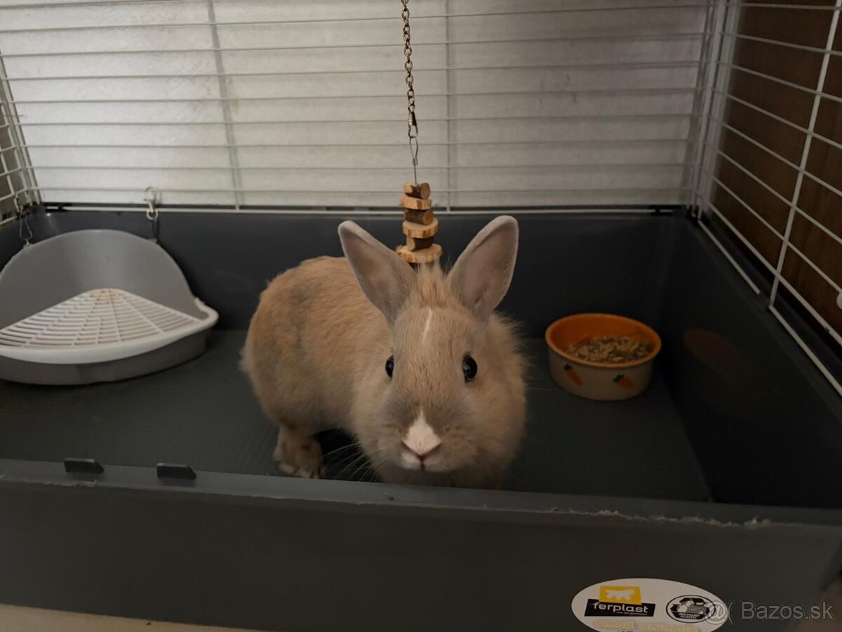 Domáci zajačik 8 mesiacov - 2