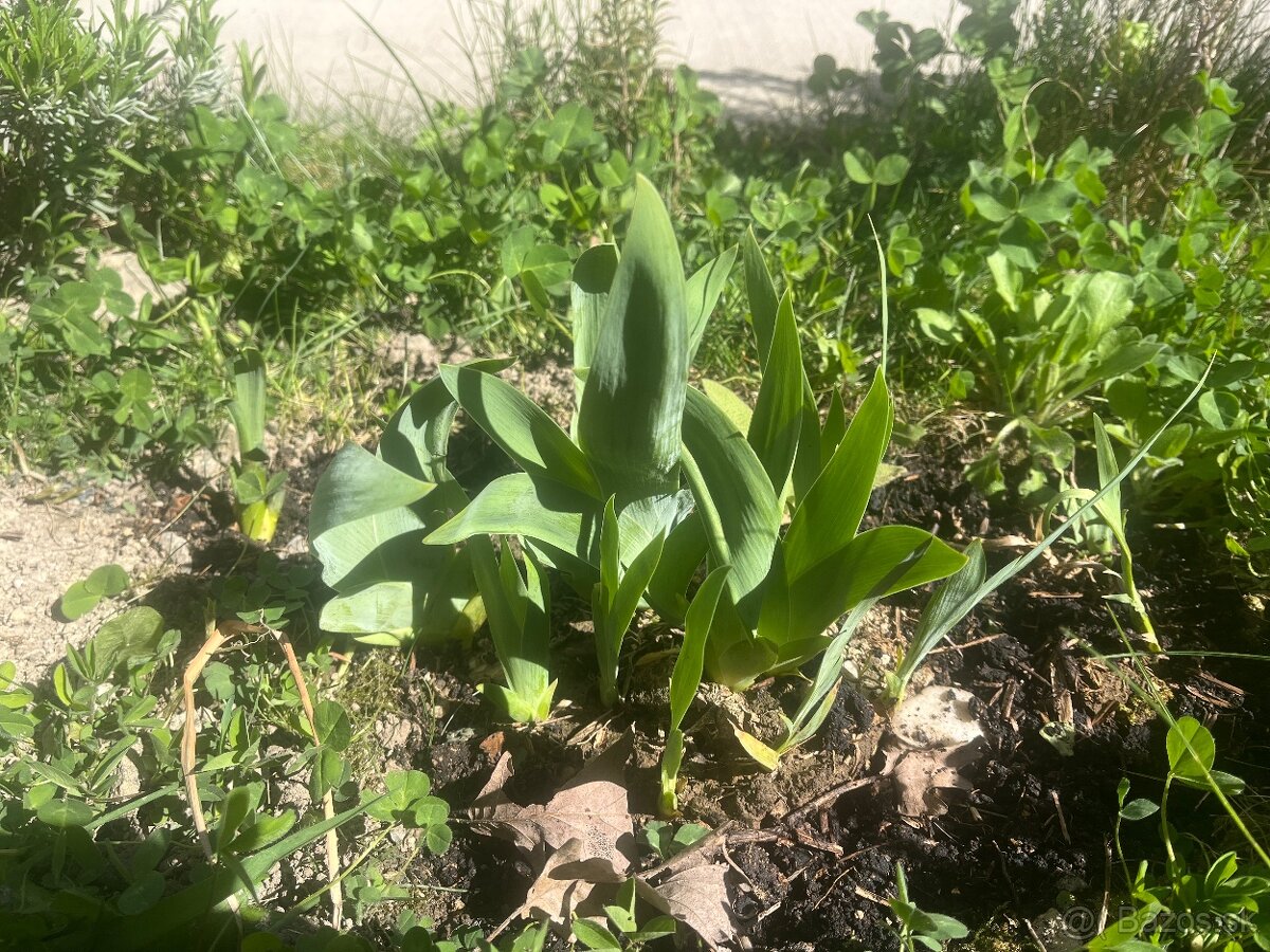 Kolobežka skladacia - 2