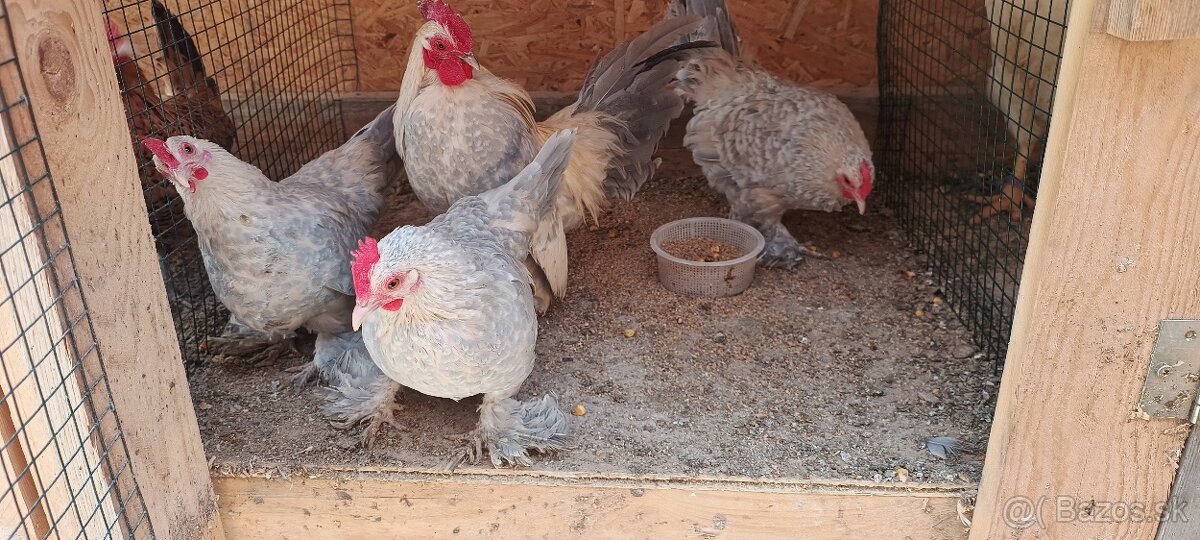 Milflerka izabelová - 2