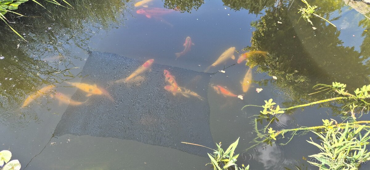 Koi kapor - 2
