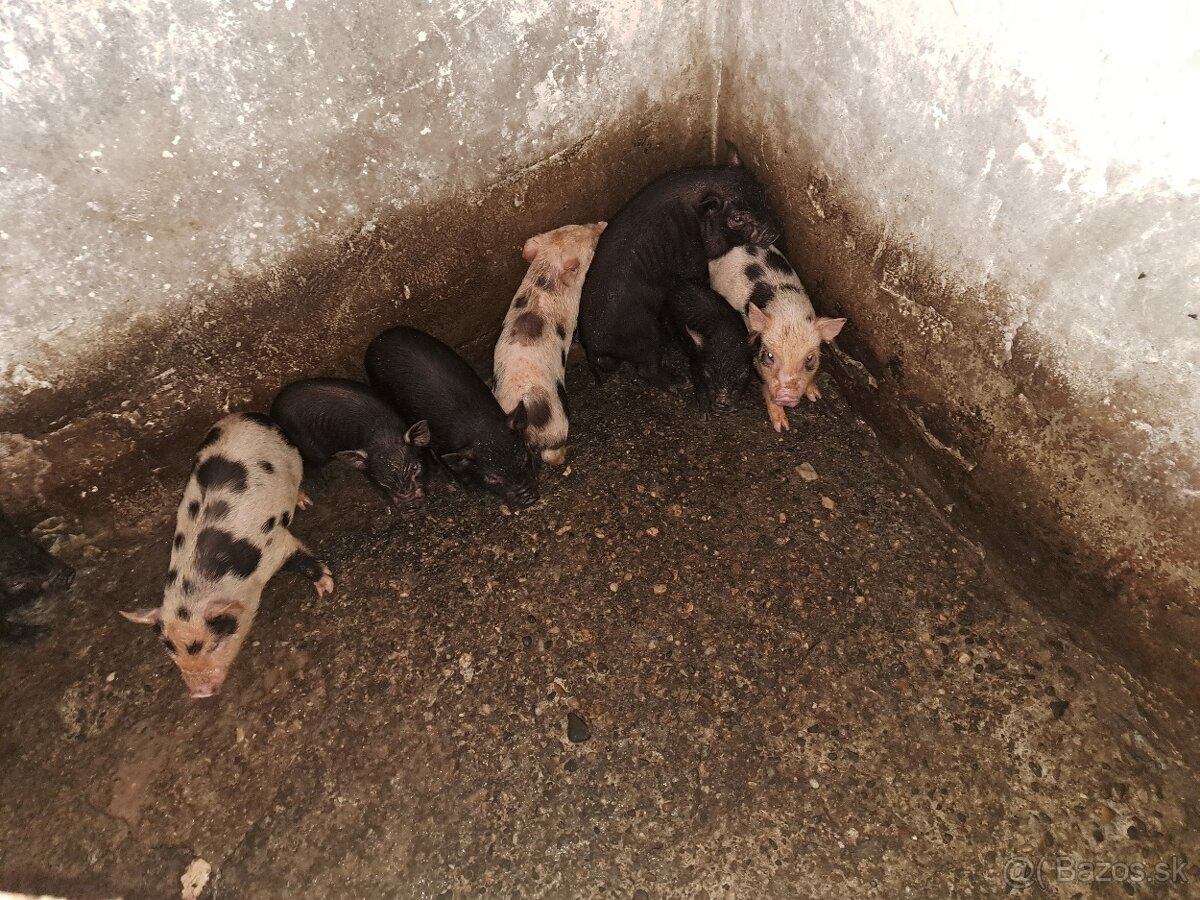 Predám - 2
