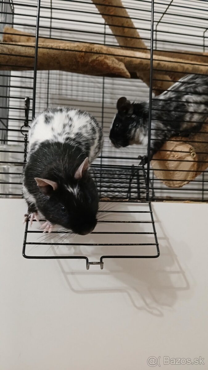 Osmak degu - 2