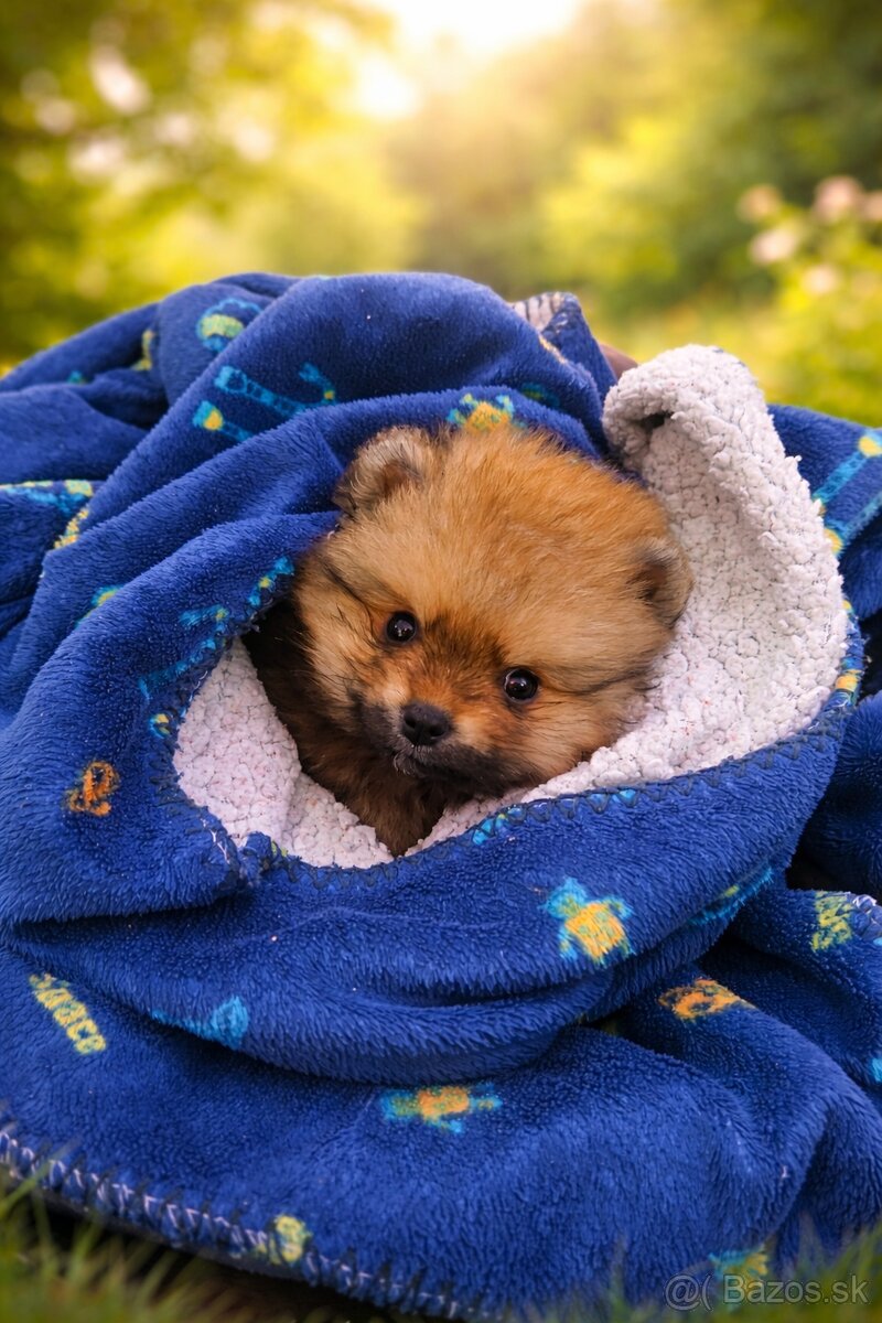 Pomeranian šteniatko - 2