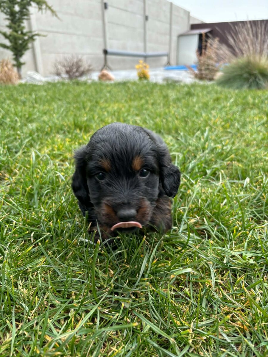 Predám dlohosrsty jazvečík - 2