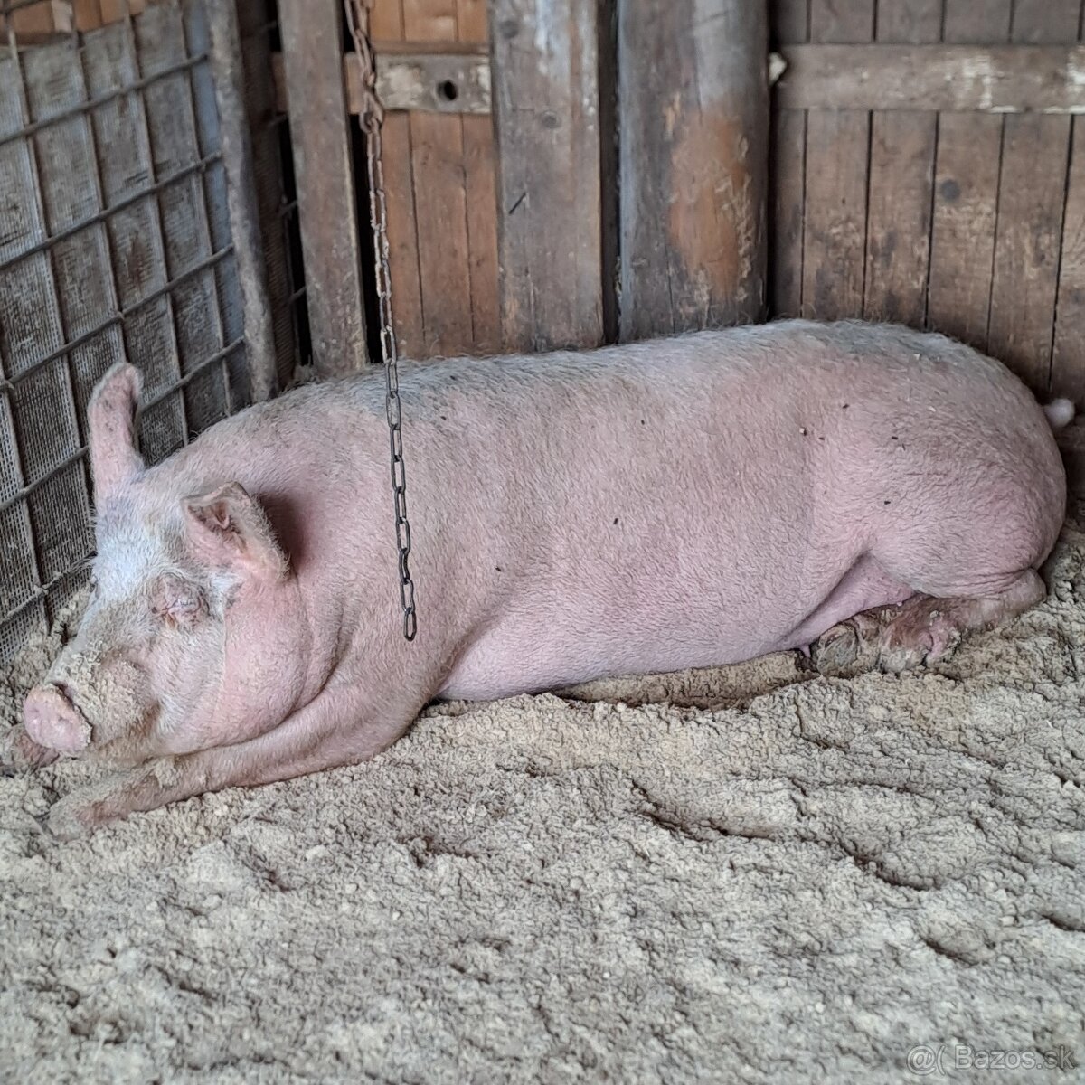 Predám jatočné prasa, - 2