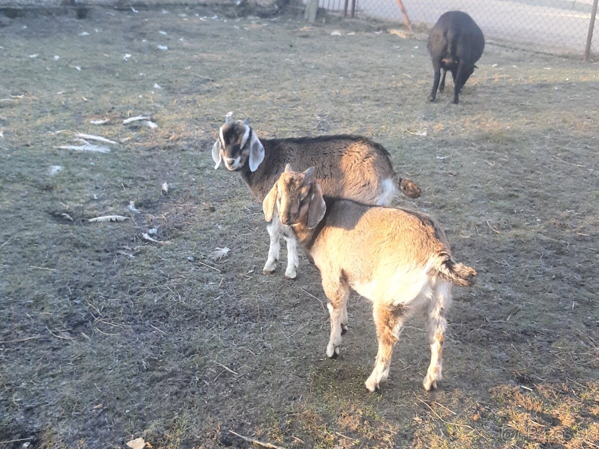 Predam capki 7 miesacy - 2