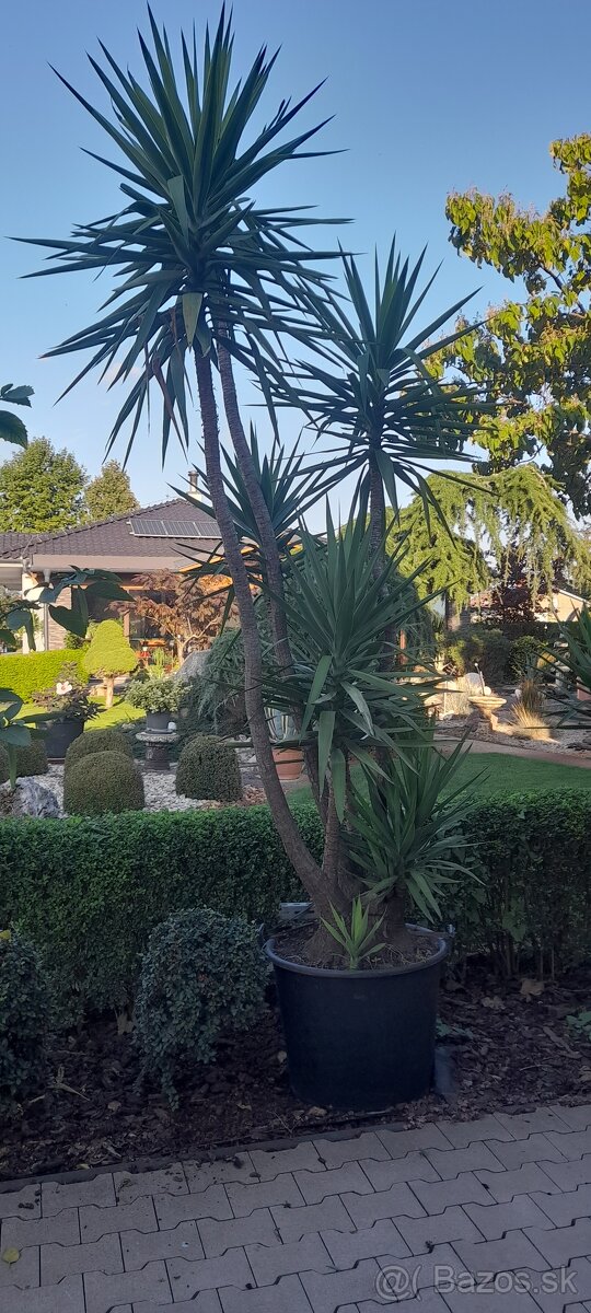 Predam juky,cinsku ruzu - 2