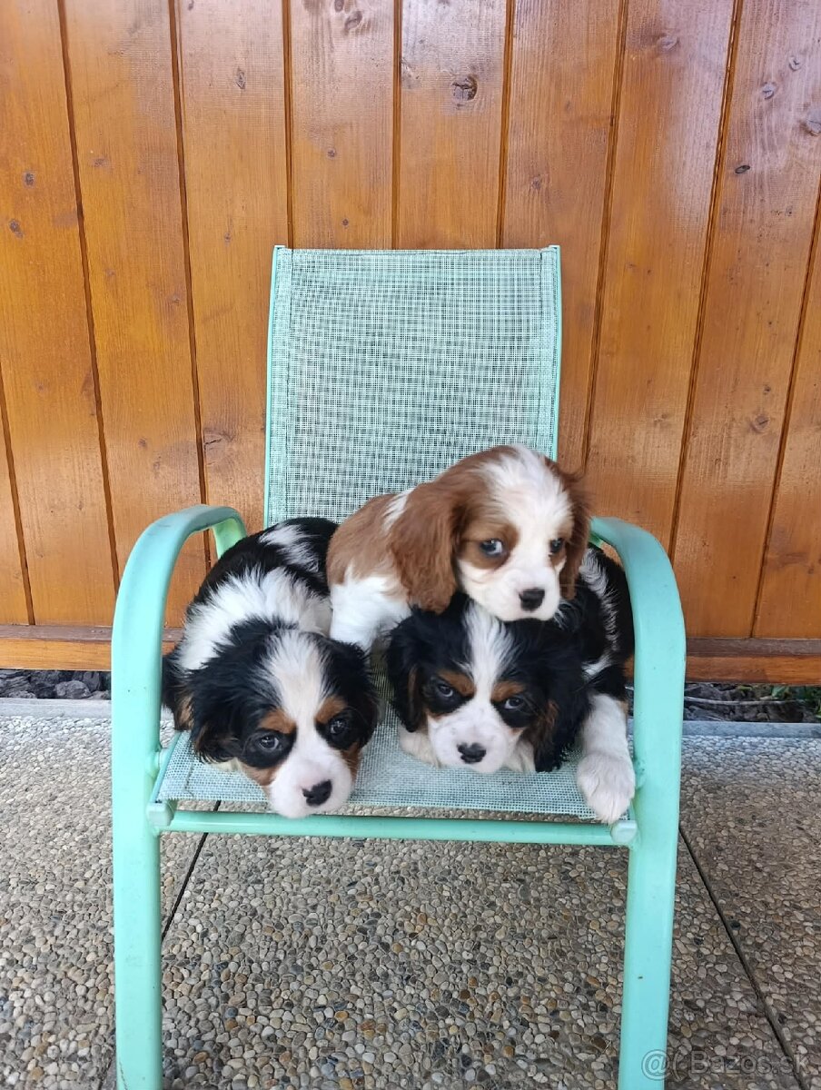 Predam šteniatka kavaliera,cavaliera - 2