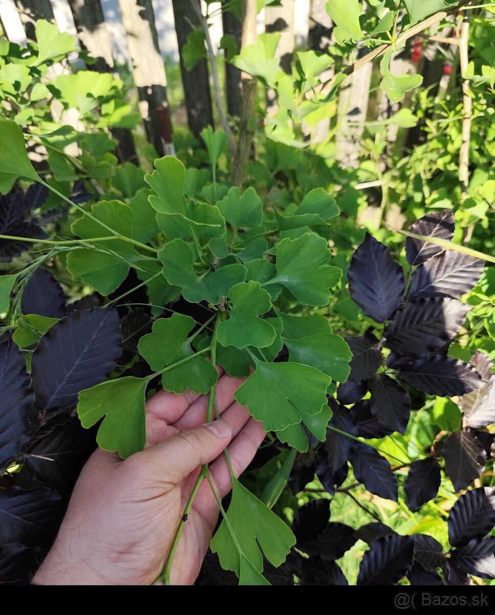 Ginkgo dvojlalocne - 2