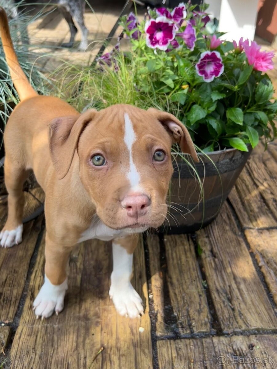 Red nose Pitbull - šteniatko - 2