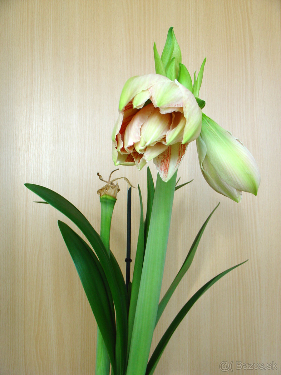Hippeastrum Dancing Queen - 2