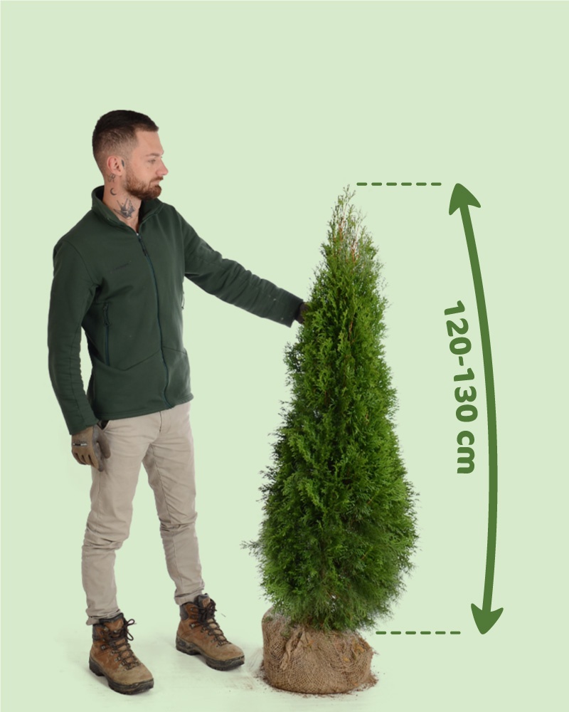 TUJE SMARAGD 220-250cm AKCIA 25€ - 2